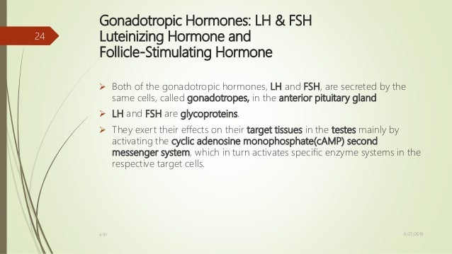 What is the male sex hormone called photos 607